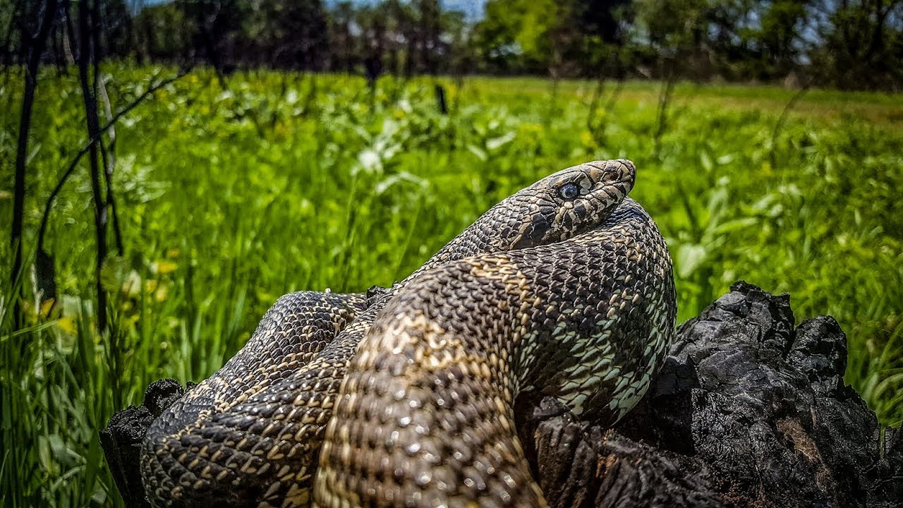 serpentor Catching a Monster Bull Snake