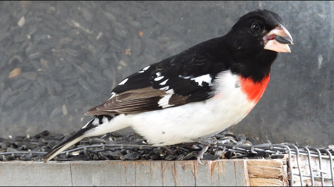 Cardinal à poitrine rose / Rose-breasted Grosbeak 
