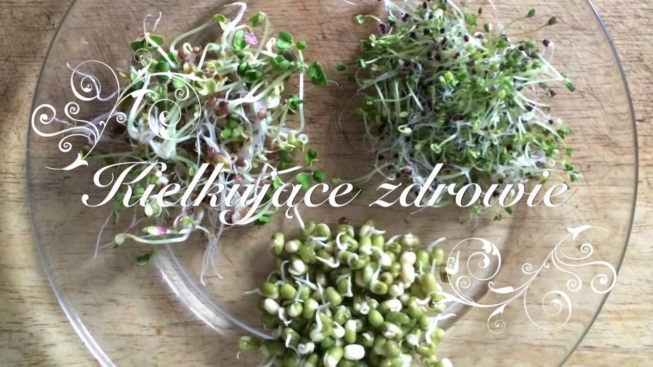 Kiełki w słoiku - kiełki rzodkiewki, brokuła i fasoli mung