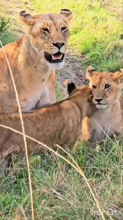 Oloimina Is Finally Back with His Family - Playing with His Cubs Again |Maasai Mara National Reserve