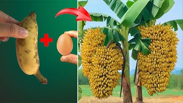 Unique banana propagation technique using chicken eggs. The growth rate is 2 times higher