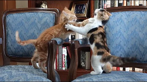 Video 833091: calico maine coon, maine coon mix, ginger maine coon, kittens fighting cute, rescue kitten