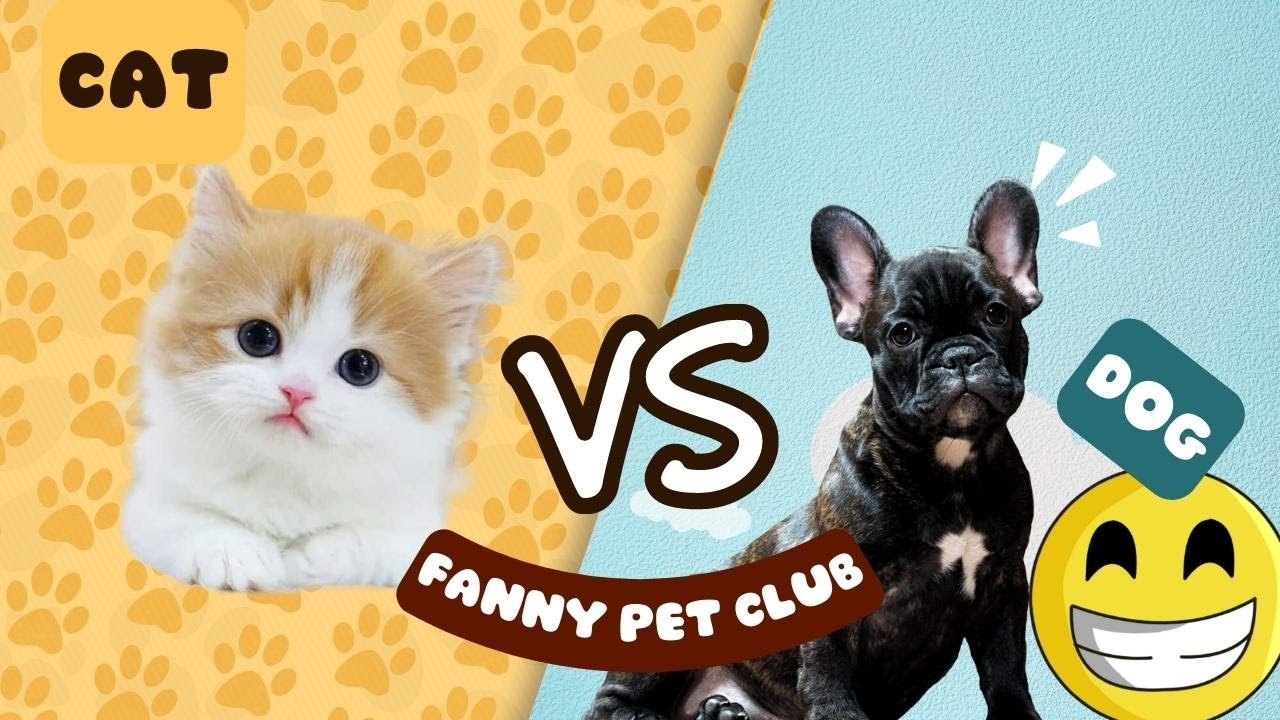 Funny Animal Videos 2023 Funniest Dogs And Cats Videos Fanny Pet