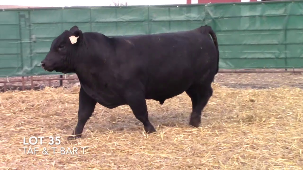 angus tasty T Bar T and Taliaferro Angus Lot 35