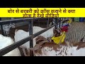 Boer Breeder Se Barbari Bakri Ko Cross Karane Se Kya Antar Aur Benefit Hota Hai देखें Video