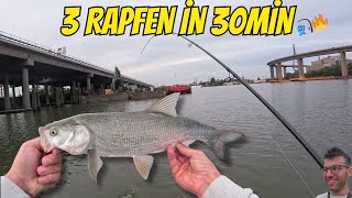 3 Rapfen In 30 Minuten Brutale Spinnfischen-Action An Der Hamburger Elbe