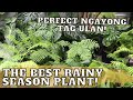 THE BEST PLANT FOR THE RAINY SEASON | ANG GANDA NITO SA GARDEN AT PANG LANDSCAPING! | MAPAPABILI KA!