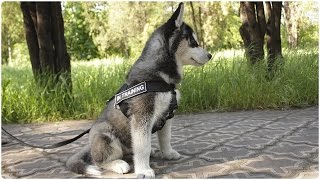 best harness for huskies that pull