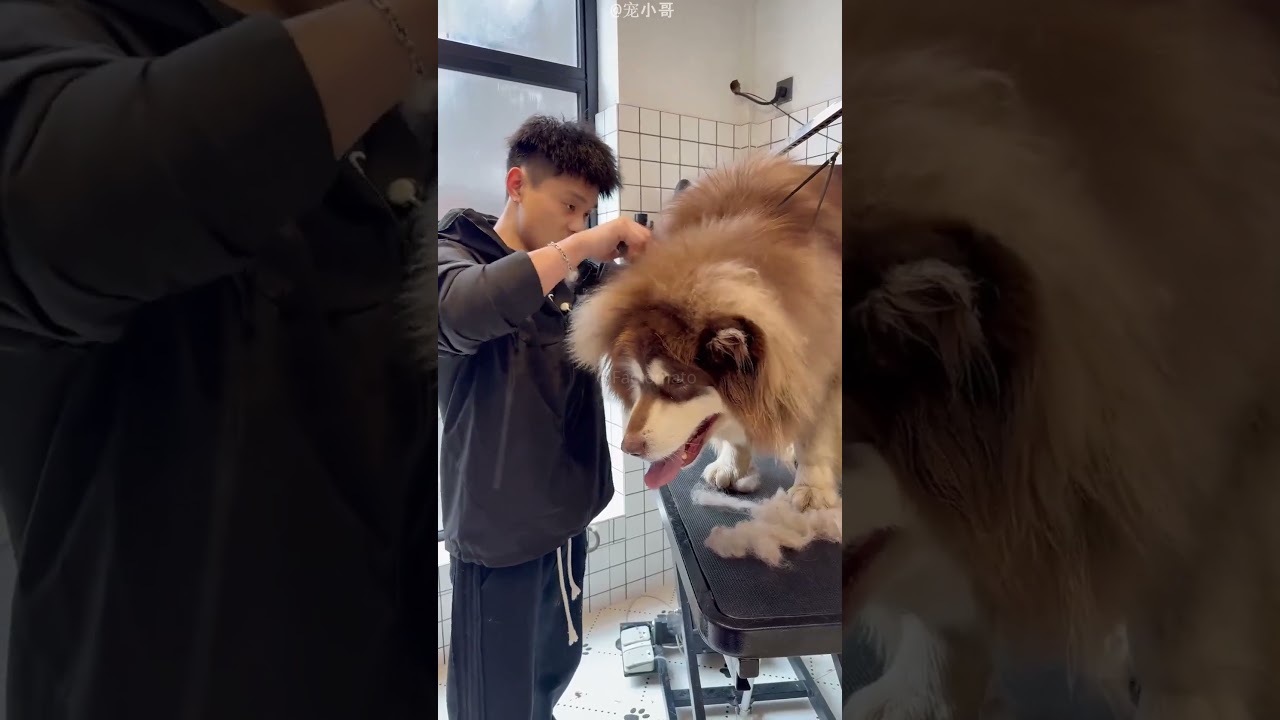 Dog Looking Cute After Bath