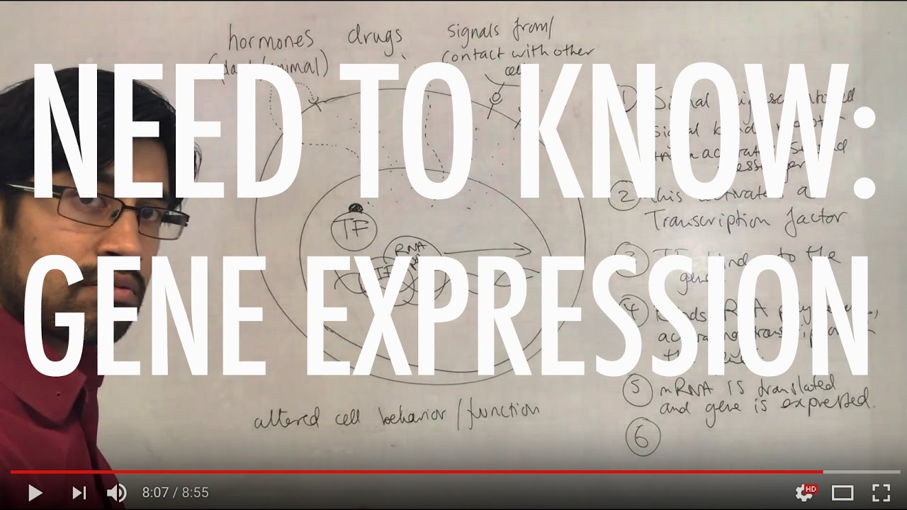 Need to know: Gene expression and cell behaviour - YouTube
