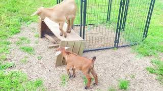 Baby Goat Alma Does Not Want To Share Her Box With Baby Eyeore