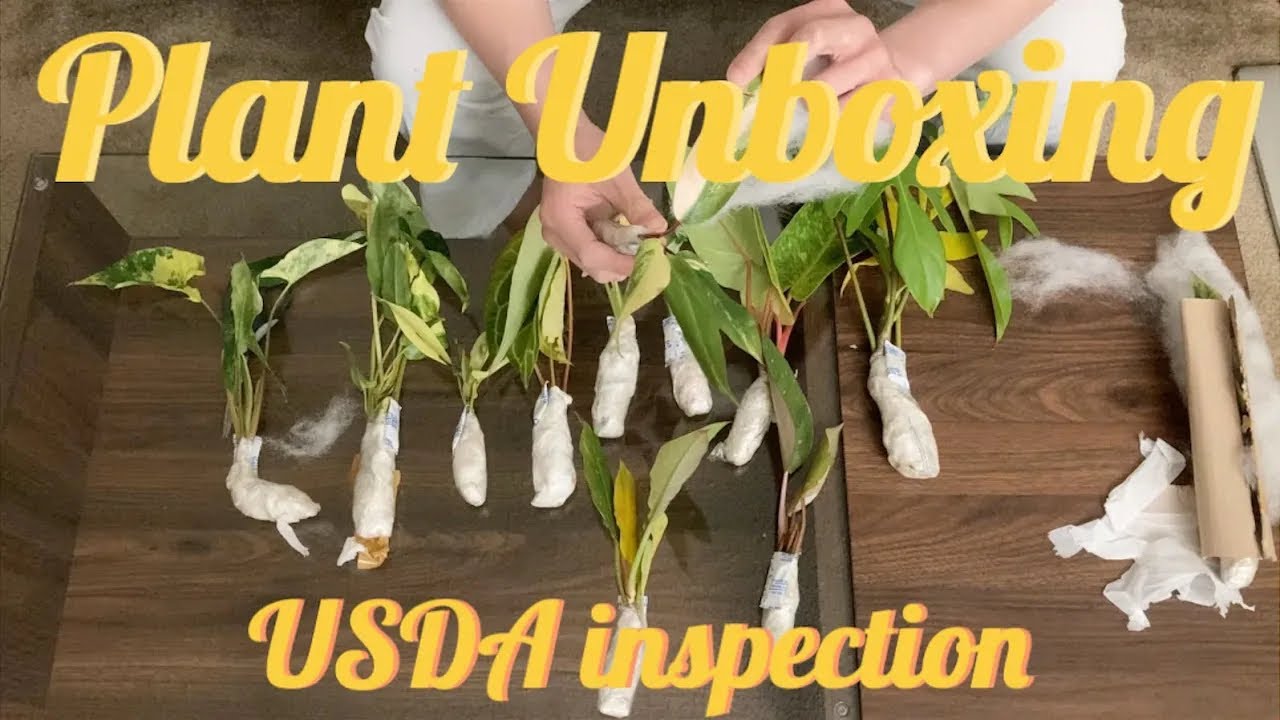 Unboxing Inspection Imported-Plant Unboxing USDA Inspection - YouTube