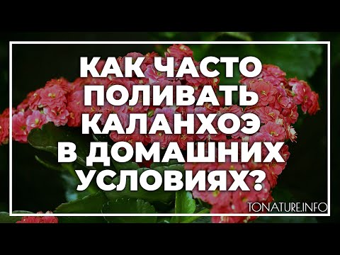 Как часто поливать каланхоэ в домашних условиях