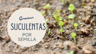 Cómo obtener y germinar semillas de suculentas