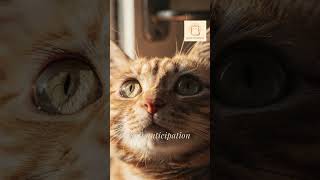 Video_19_Cat Waiting At The Door - Gentle Cat Moments screenshot 1