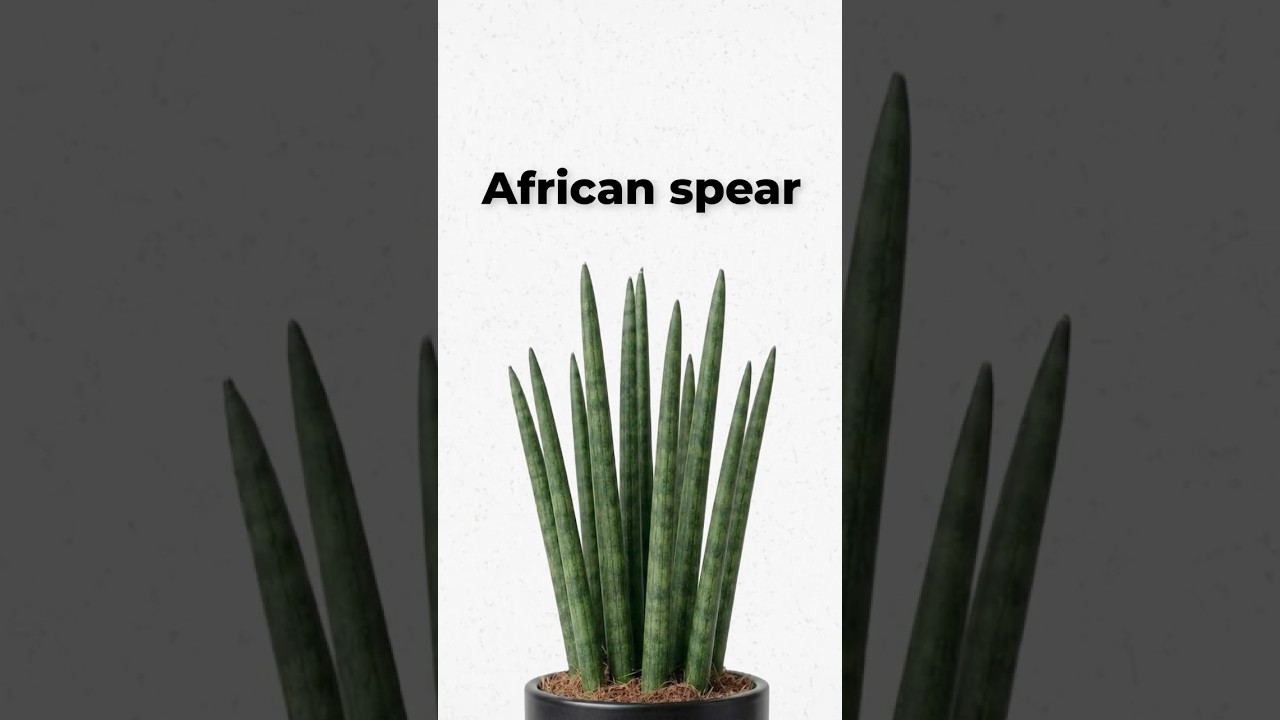 Dracaena angolensis Explained