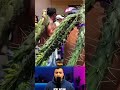 أغرب طقس لاختبار التحمل البشري في العالم!