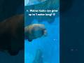 Watch This Giant Walrus Glide Through the Water 🦭 #shorts