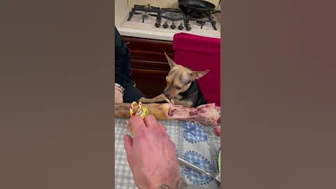 Small Dog Doesn't Want to Share Big Christmas Bone || ViralHog