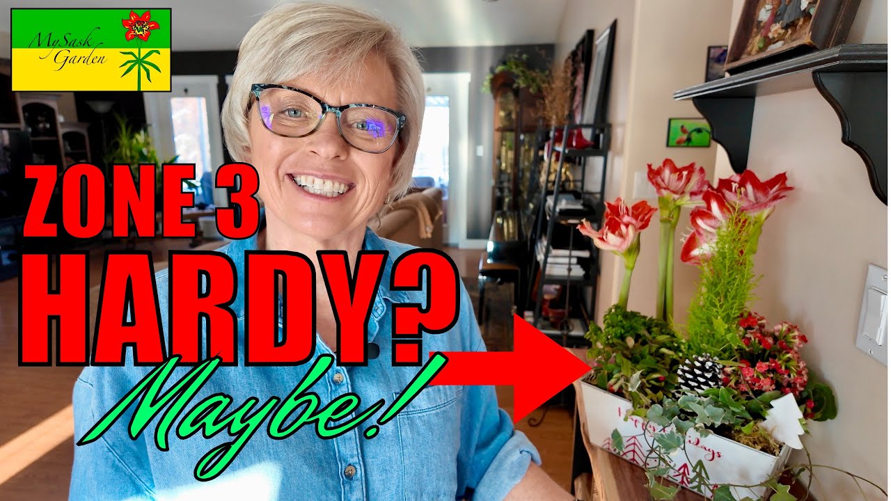 Holiday Plant Rescue | Is one of these plants hardy for Zone 3?