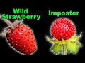 3 native strawberries and an invasive imposter