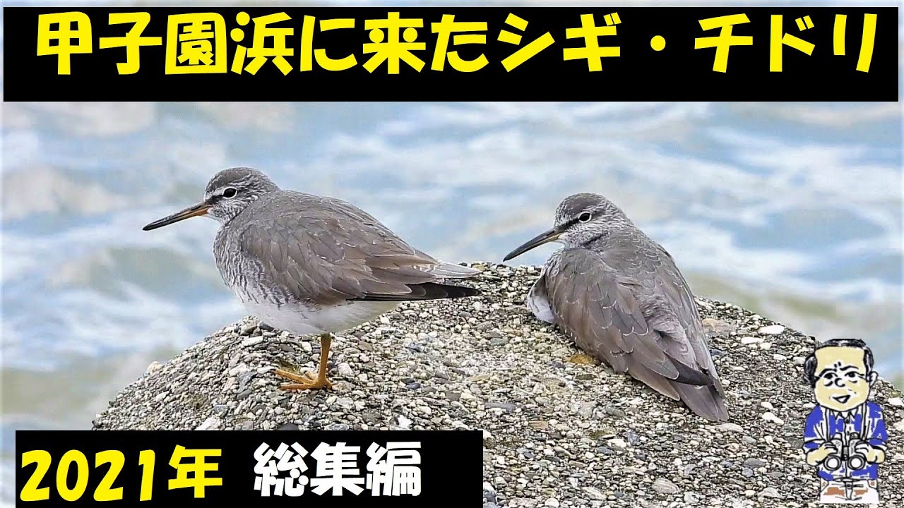 シギチドリ、甲子園浜、来たもののすべて！！総集編、野鳥観察、2021年春【内山裕之】