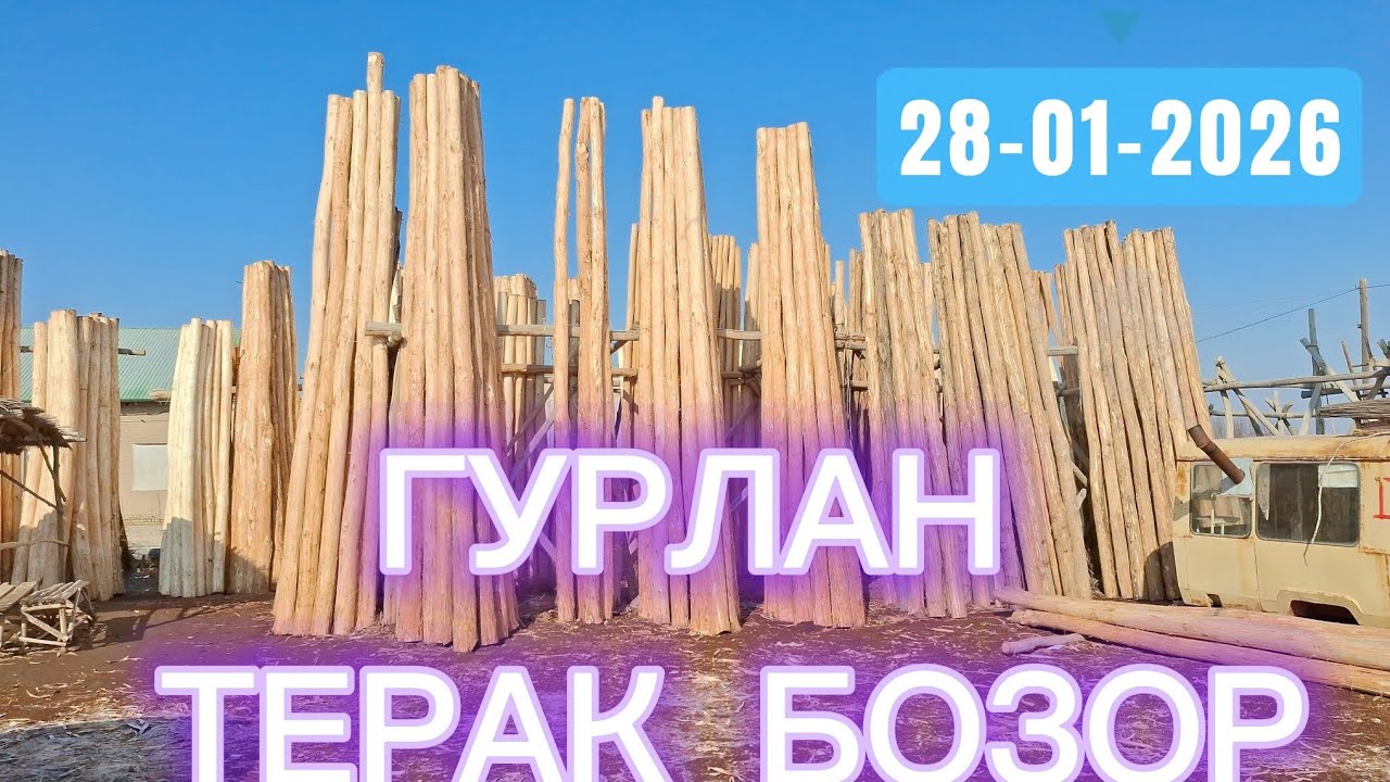 ГУРЛАН ЯАҒОЧ ТЕРАК БОЗОРИ НАРХЛАР АНЧА АРЗОНЛАДИ