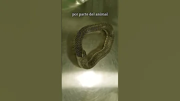 ¿Se puede crear un vínculo con una serpiente?
