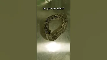 ¿Puede oírte una serpiente?