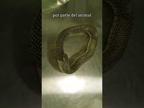 Video: ¿Comen las serpientes víboras?
