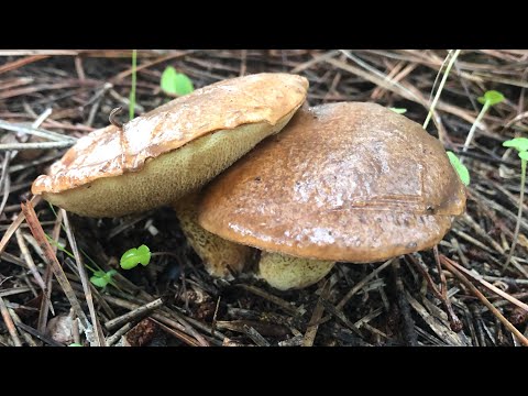 Video: Kızartmadan önce Porcini Mantarı Ve çörek Pişirmem Gerekir Mi