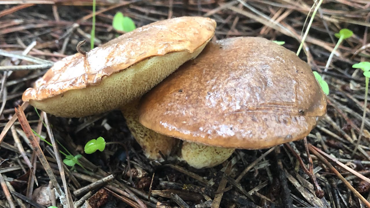 Ayı mantarı (kaypak mantar) mı çörek mantarı (porçini) mı?