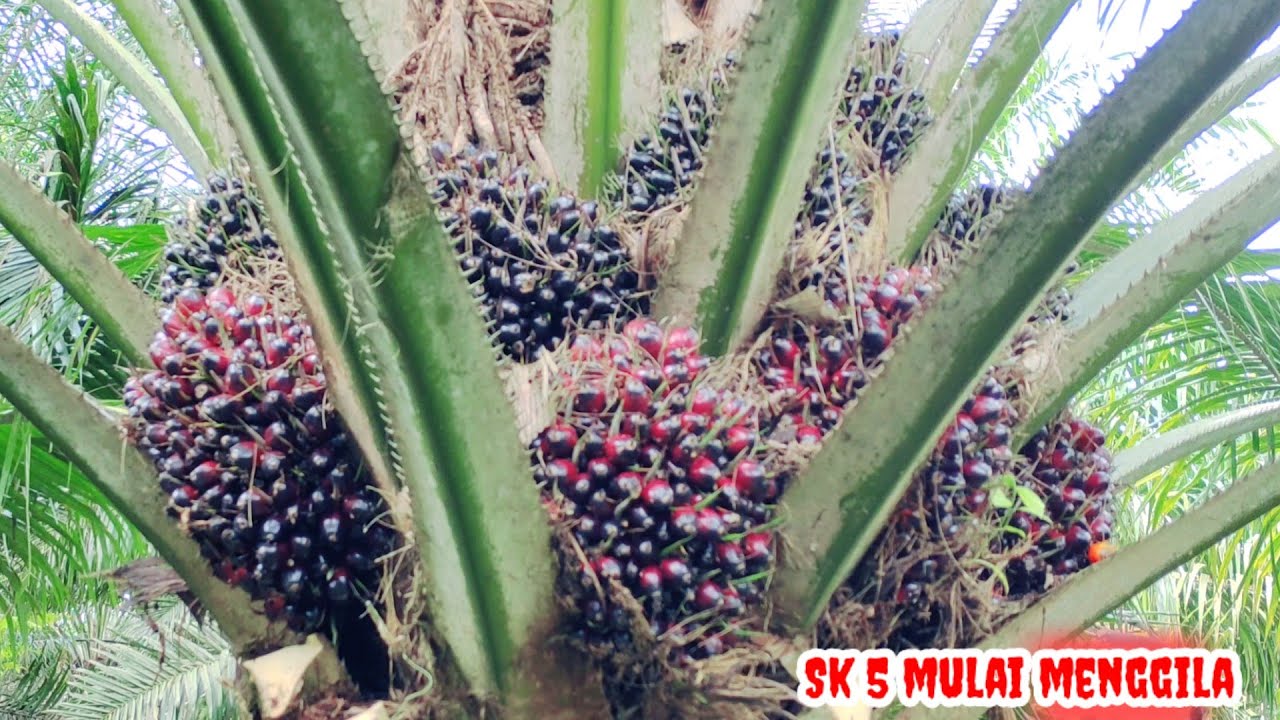panen sawit sk 5 buah mulai besar gaes
