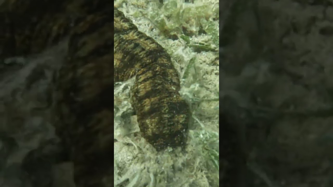 Touching a Sticky Sea Cucumber 