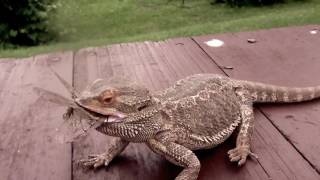 Spike vs Dobsonfly