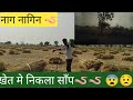 तूफान ने करी फसल बर्बाद 😢😢# कितने साँप निकले#haryanvivlog#desivlog#khetibari#kissan vlog#anu k vlogs