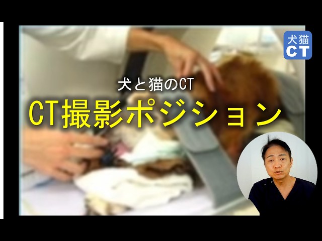 For Veterinarians Basic Positioning in CT Scans - YouTube