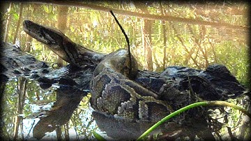 Alligator Attacks Python 07   Dangerous Animals