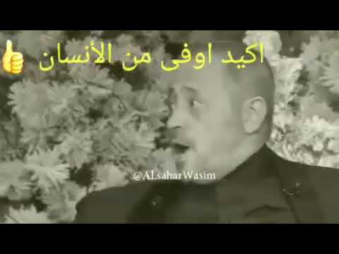 افجر حالات واتس جورج وسوف الكلب أوفى من الإنسان