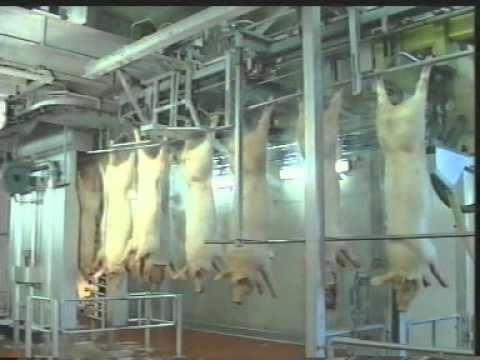 stork slaughterhouse