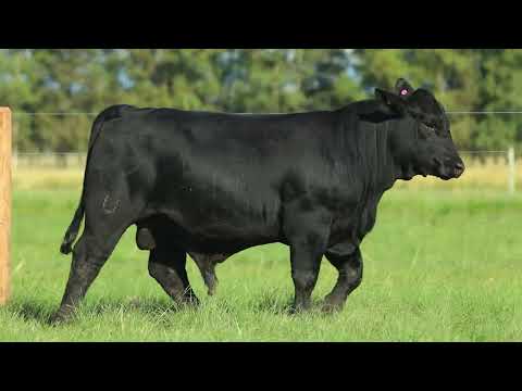 LOTE 41   TAT 1798 M Ultrablack