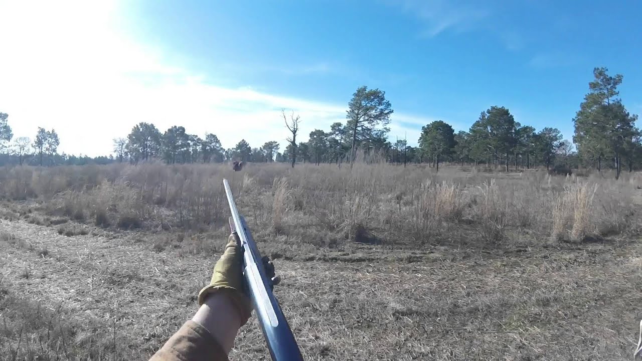 NC quail hunt with GoPro YouTube