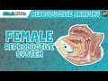 Anatomy of Female Reproductive System | Model