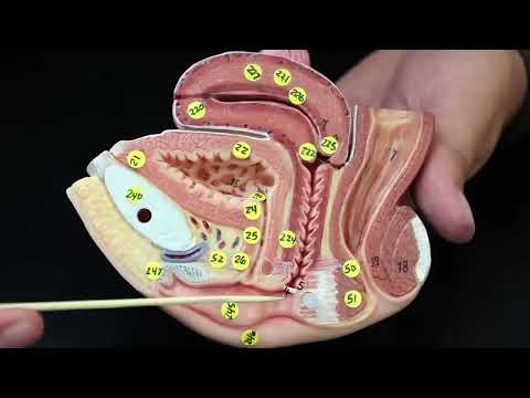 Anatomy Of Female Reproductive System Model