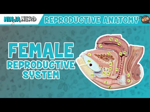 Anatomy Of Female Reproductive System | Model