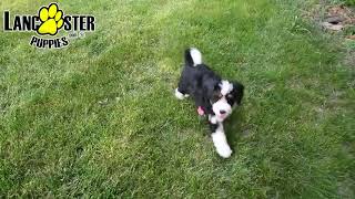 Adorable Mini Bernedoodle Puppy