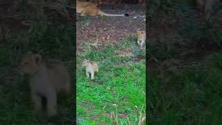 Baby Lion Roars Lion Cub Roaring