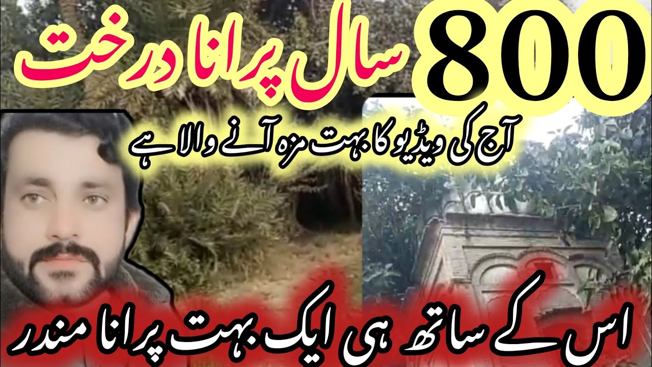 800 saal purana darkht || 800 year old tree 🎄|| bahot hi purana mandir ...