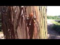 セミの脱皮している瞬間　【前編】