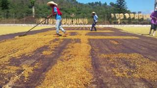 Los Niños Coffee Process Experiments (Irving Farm Exclusive)